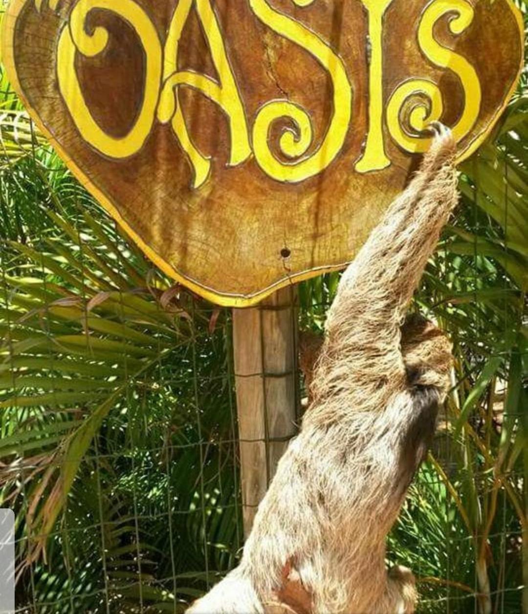 Chalé Oasis Praia do Forte Esterno foto